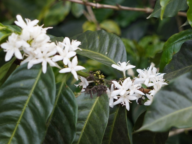 �N���b�N�ŉ摜�E�B���h�E���J���܂�